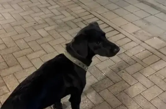 Найдена собака, Красная Поляна, фото: Найден собака, улица Защитников Кавказа, 76, Красная Поляна - белое пятно на груди