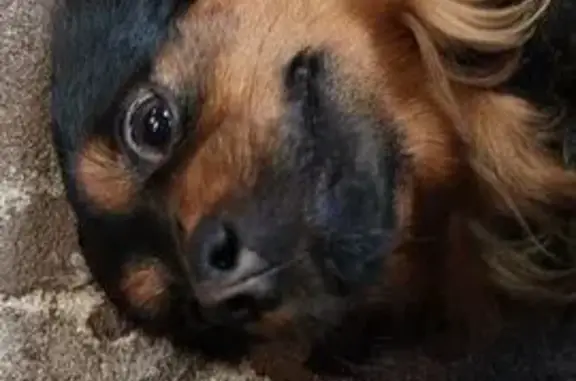 Найдена собака, Уфа, фото: Найден собака, мужской, Театральная улица, Уфа - синий/голубой ошейник