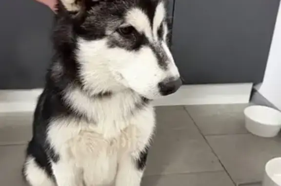 Мы нашли её возле магазинов — она была одна, но совсем не боялась людей. Наоборот, вела себя очень активно, дружелюбно и любопытно, подбегала к прохожим и пыталась привлечь внимание. Видно, что щенок тянется к человеку и очень нуждается в заботе и доме. По внешности она напоминает северную породу: чёрно-белый окрас, выразительная маска на мордочке, пушистая шерсть и красивые стоячие ушки. Девочка выглядит здоровой, ухоженной и очень контактной.