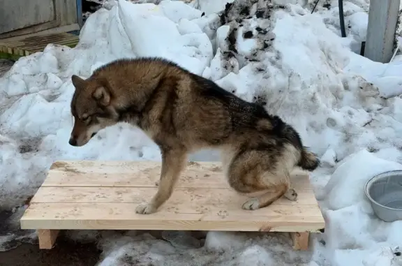 Найдена собака, Карабаново, фото: Найден собака, Ольховая улица, КП Лесные Дали, Карабаново