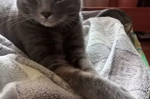 Пропала кошка, улица Гагарина, городской округ Липецк - photo