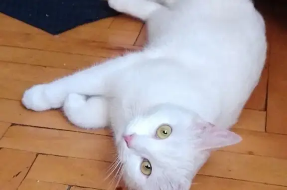 Пропала кошка, Заречная улица, 15, Сертолово - полностью белая с янтарными глазами - photo