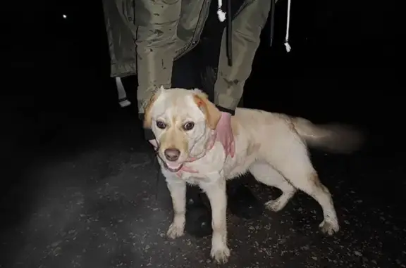 Найдена собака, Красноярское, фото: Найдена собака, девочка, Красноярское сельское поселение, Саратовская область - светло-бежевая, молодая