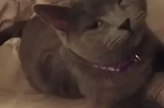 Пропала кошка, Большой тупик, 2, Королёв - серая с фиолетовым ошейником - photo