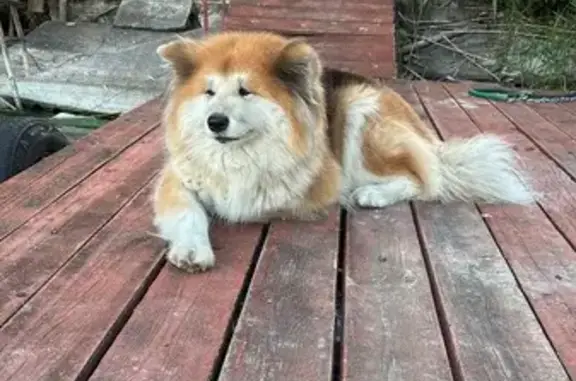 Пропала собака, женский пол, улица Некрасова, 5, Белгород - photo