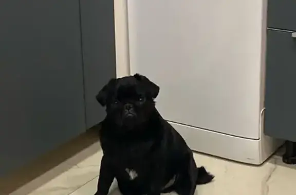 Пропала собака, Степная улица, 12, городской округ Ижевск - photo