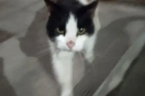 Найдена кошка, Калининград, фото: Найдена кошка, улица Липовая Аллея, Калининград - пятнистая и домашняя