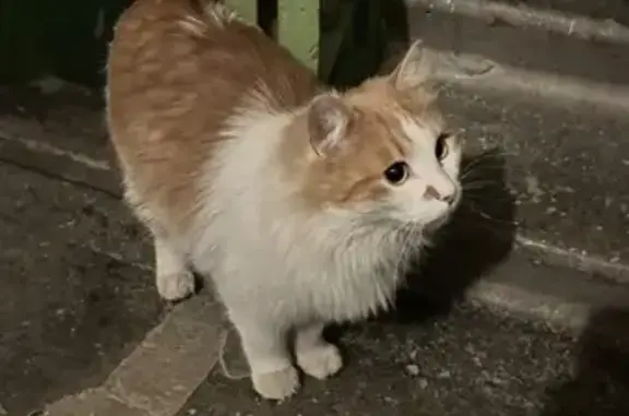 Найдена кошка, Калуга, фото: Найдена кошка, улица Суворова, Калуга - с ошейником