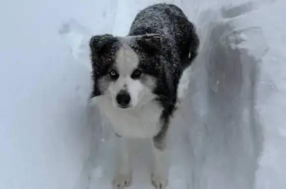 Пропала собака, Агрызская улица, 1, Казань - якутская лайка, чёрно-белый окрас - photo