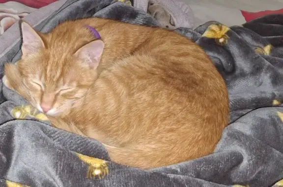 Объявления о пропавших и найденных животных, Махачкала, фото: Пропал кот, улица Ермошкина, Махачкала - рыжий в полоску, левый глаз моргает