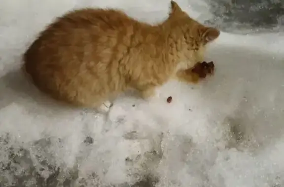 Найдена кошка, Калуга, фото: Найден котёнок, переулок Юрия Казанкова, Калуга - рыжий и ласковый