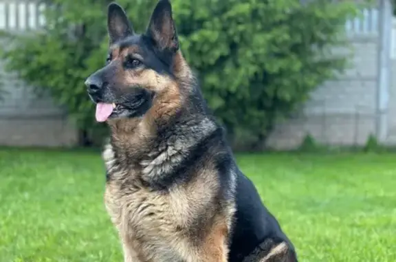 Пропала собака, женский пол, улица Максимова, 63/14, Казань - контактная, 10 лет - photo