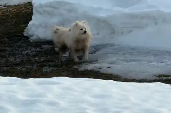 Объявления о пропавших и найденных животных, Мценск, фото: Найден шпиц, 12, городской округ Мценск