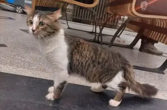 Найдена кошка, Казань, фото: Найдена кошка, Привокзальная площадь, Казань - мягкая шерстка, явно домашняя