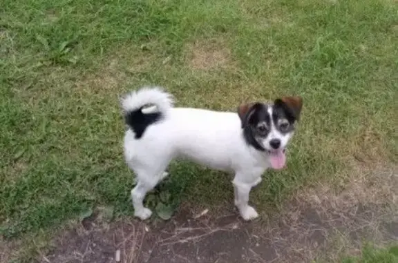 Пропала собака, Госпитальная улица, 15, Псков - белая с чёрным, не большая - photo