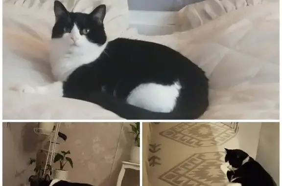 Пропала кошка, улица Спирина, Коломна - откликается на кличку Верба - photo