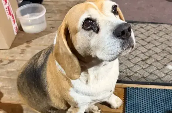 Найдена собака, Долгопрудный, фото: Найдена собака, женский пол, улица Свердлова, 32/21, Долгопрудный - бигль, выполняет все команды