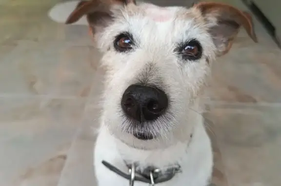 Пропал собака, мужской, Остинская улица, Череповец - Джек Рассел терьер - photo