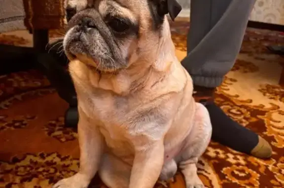 Найдена собака, Ростов-на-Дону, фото: Найден собака, мужской, улица Нансена, 437, Ростов-на-Дону - светлый мопс