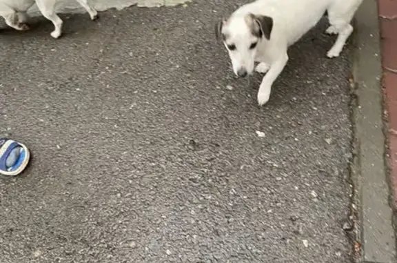 Пропала собака, проспект Шолохова, 81А, Ростов-на-Дону - белая с тёмными ушками, порода Джек Рассел - photo