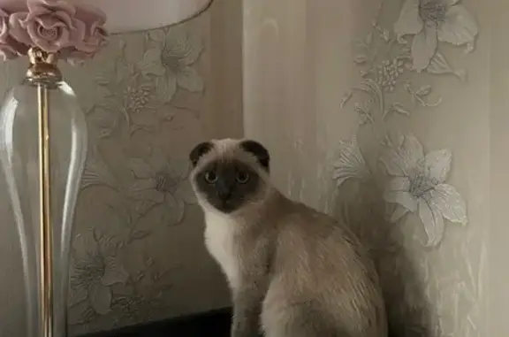 Пропала кошка, Литейная улица, 21, Юсово - смесь сиамской с шотландской вислоухой - photo