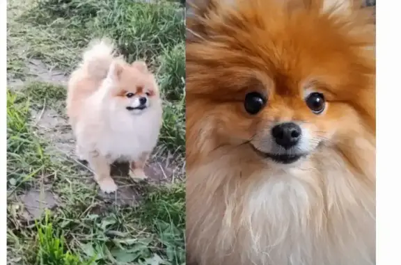 Пропал собака, Шефская улица, 61, Екатеринбург - померанский шпиц - photo