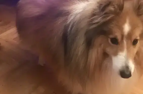 Пропала собака, проспект Елизарова, Санкт-Петербург - шелти с адресником - photo