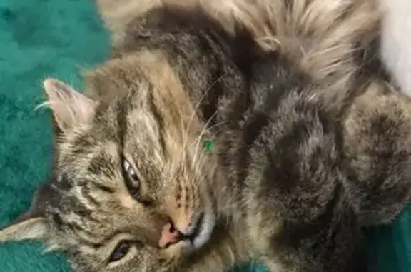 Кошки потеряшки, Сургут, фото: Потеряшка кот, улица Островского, Сургут - был в белом ошейнике