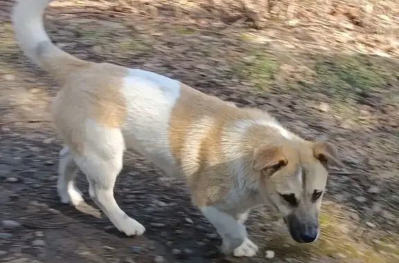 Найдена собака, Новочеркасск, фото: Найдена собака, женский пол, улица Логина Фрикке, Новочеркасск