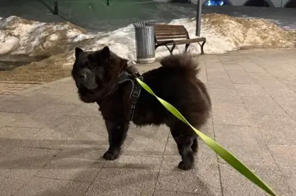 Найдена собака, Москва, фото: Найден собака, Малахитовая улица, Москва - кобель чау-чау черный