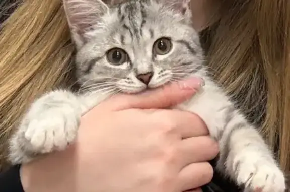 Пропала кошка, улица Надежды Сусловой, 10 к3, Нижний Новгород - похожа на шотландскую породу - photo