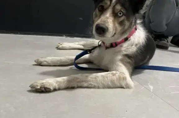 Найдена собака, Краснодар, фото: Найдена собака, женский пол, улица Героя Георгия Бочарникова, 2 к1, Краснодар - разноцветные глаза, розовый биотановый ошейник