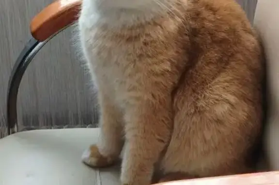 Пропал кот, 46К-2150, Любучаны - рыжий, пушистый, 4 года - photo