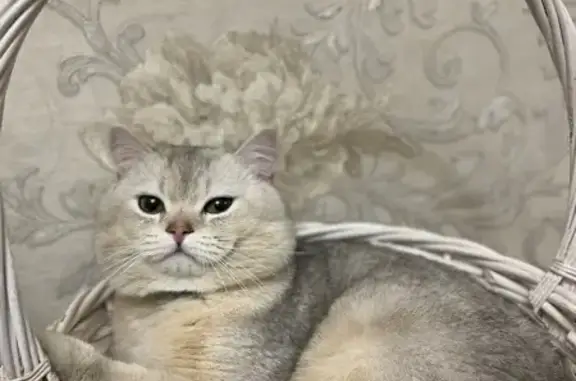 Пропал кот, улица Гаджи Алибегова, 61, Махачкала - британец серебристая шиншилла - photo