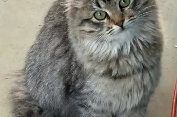 Найдена кошка, Пущино, фото: Найдена кошка, СНТ Присады, Пущино - маленькая, ручная