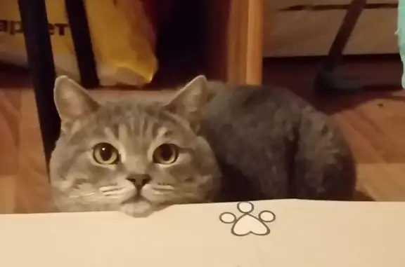 Пропал кот, Красноармейская улица, 3, городской округ Батайск - серый окрас, шрам на левом ушке - photo