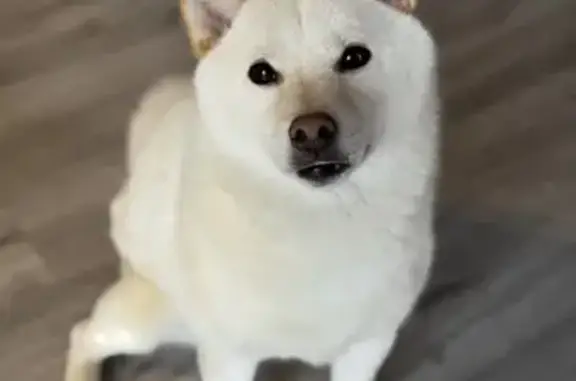 Собаки потеряшки, Владивосток, фото: Потеряшка собака, женский пол, Луговая улица, Владивосток