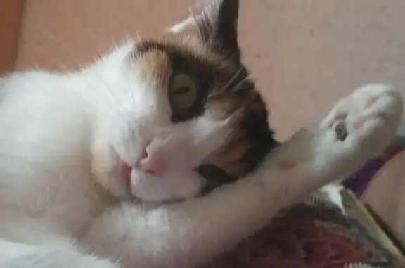 Пропала кошка, Пригородный, Республика Саха (Якутия) - три основных цвета, зеленые глаза - photo