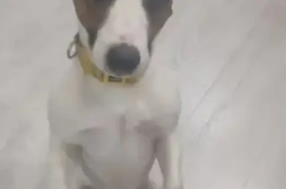 Найдена собака, Ангарск, фото: Найден собака, мужской, 20, Ангарск - Джек Рассел без ошейника