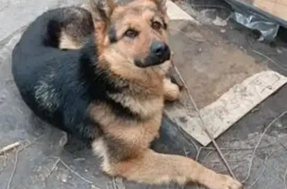 Найдена собака, Промышленная улица, Черногорск - чистая немецкая овчарка - photo