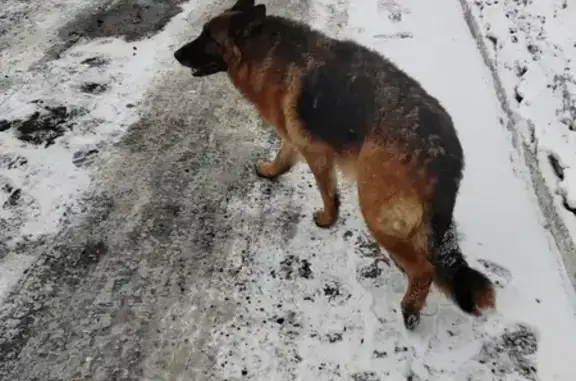 Найдена собака, Хабаровск, фото: Найден собака, улица Айвазовского, Хабаровск