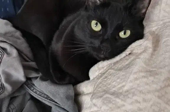 Пропала кошка, Свободный проспект, 10 к1, Москва - чёрная и пугливая - photo