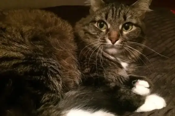 Пропала кошка, улица Челюскинцев, 70, Екатеринбург - камышовый окрас, белые носочки - photo