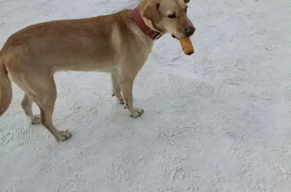 Найдена собака, Якутск, фото: Найден собака, улица Дзержинского, 32, Якутск - светло-рыжая с красным ошейником