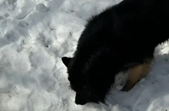 Найдена собака, Челябинск, фото: Найдена собака, улица Братьев Кашириных, Челябинск - длинношерстная овчарка