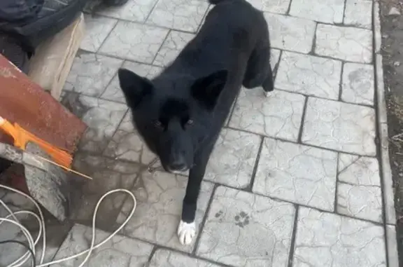 Найдена собака, Владимир, фото: Найдена собака, черная кабель, Владимир, Владимирская область