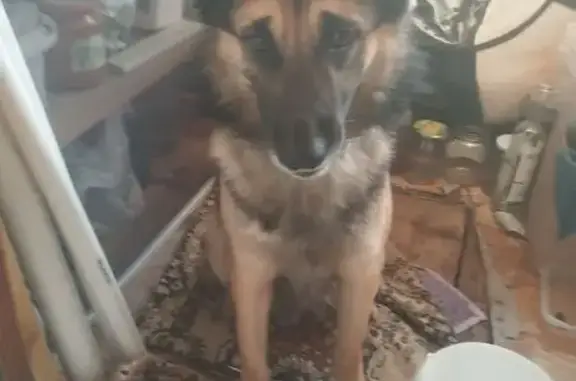 Найдена собака, Нижний Новгород, фото: Найдена собака, улица Сергея Акимова, 21, Нижний Новгород