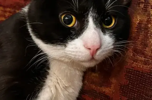 Пропала кошка, Молодёжный бульвар, 9, Кириши - мальчик с черно-белым окрасом - photo