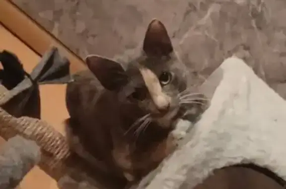 Кошки потеряшки, Нерчинск, фото: Потеряшка кошка, Песчаная улица, Нерчинск - темнокарий окрас и черный ошейник