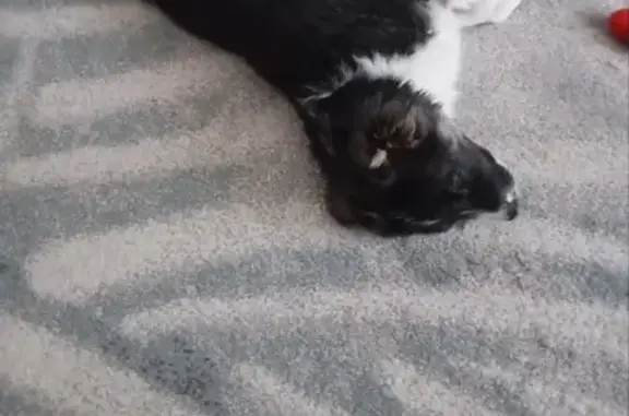 Найдена собака, Белгород, фото: Найдена собака, Супруновская улица, 11, Белгород - черно-белый окрас